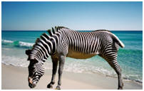 Plage zebre