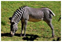 Zebre