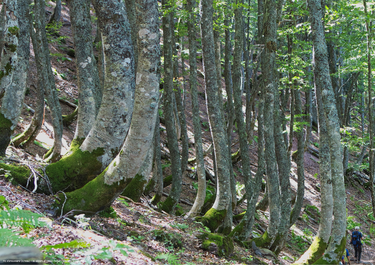 Foret