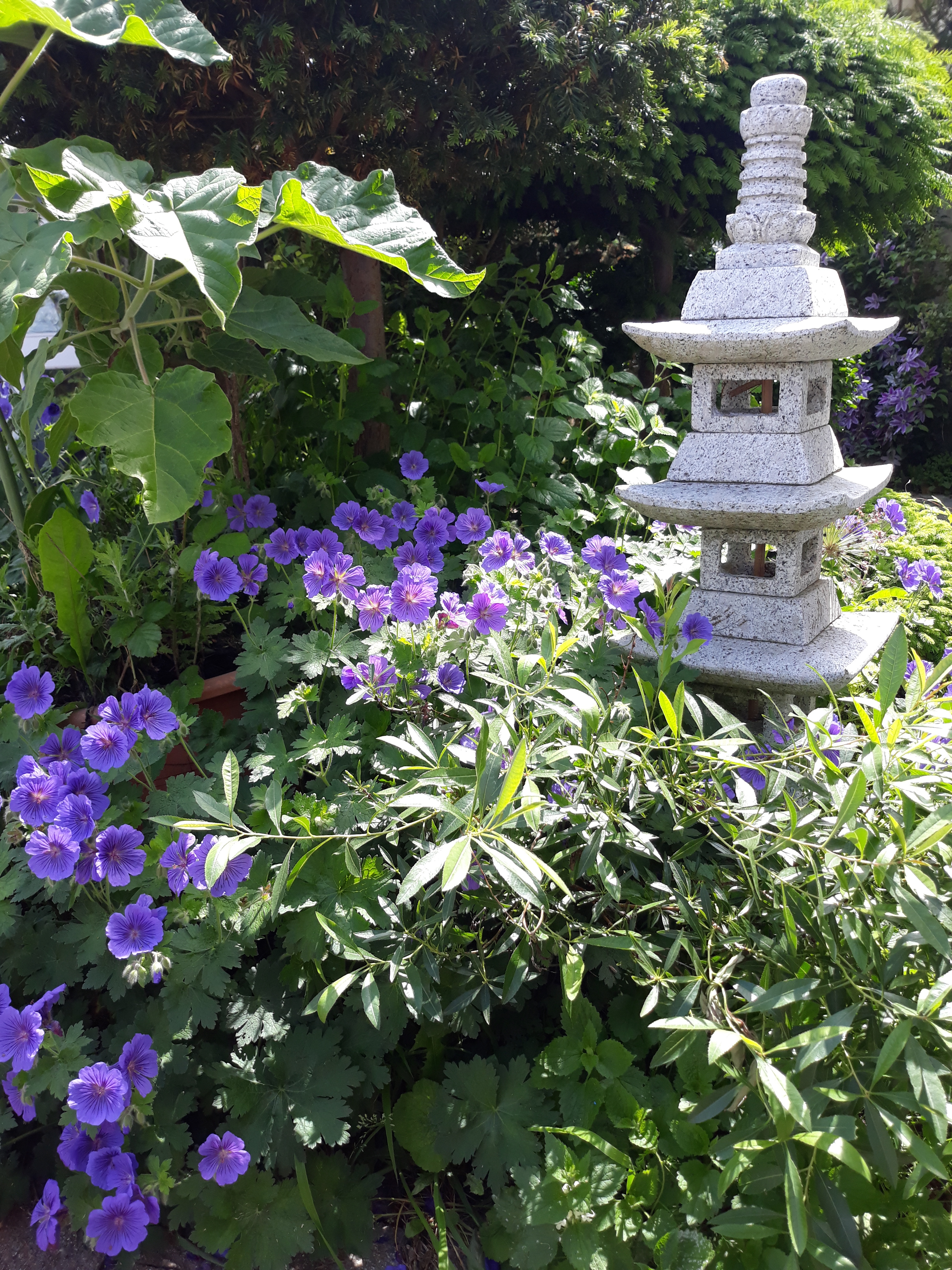 Pagode et Géranium vivace Johnson's Blue : des sujets en lien avec le bien-être et la nature