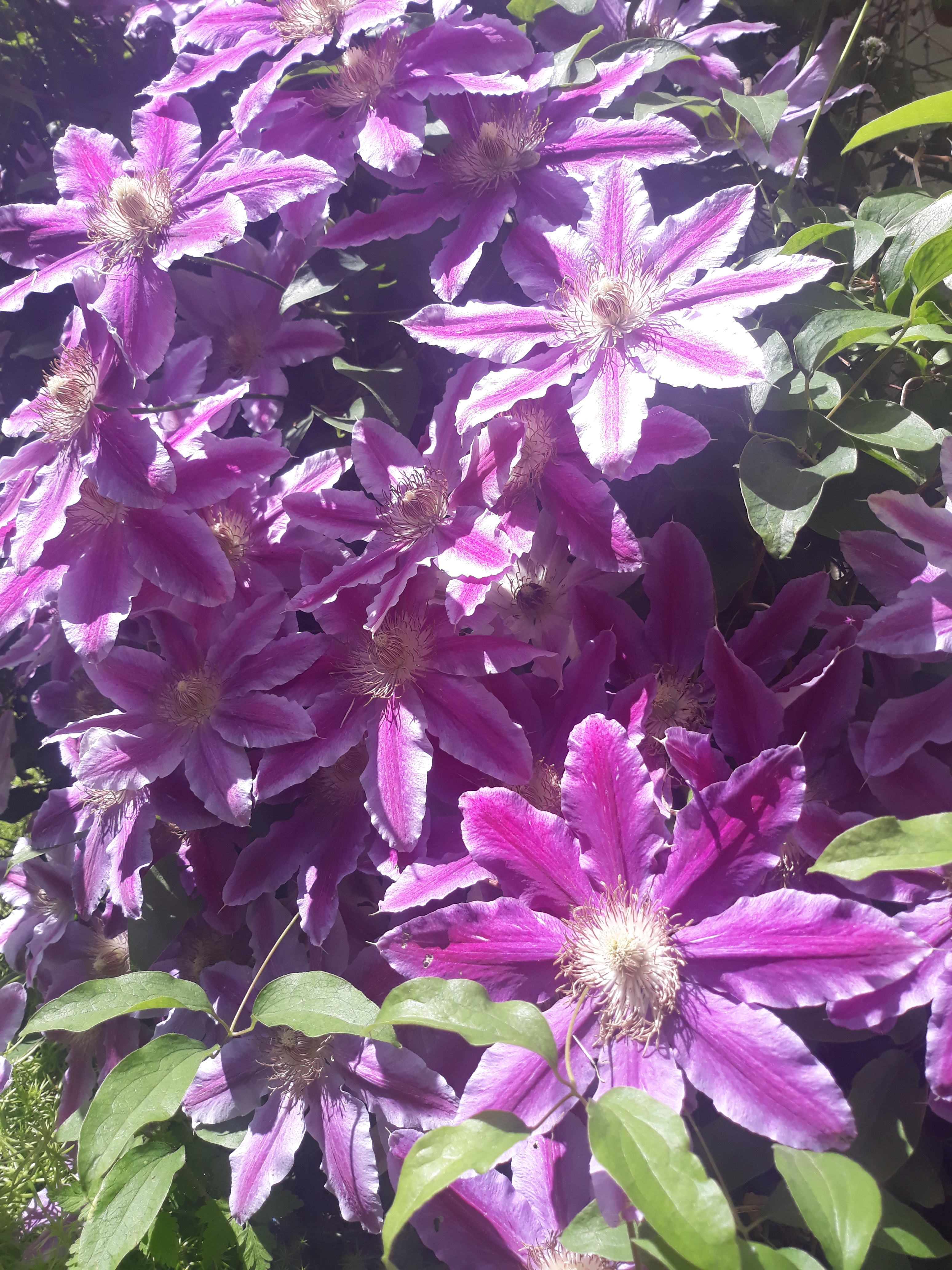 Clématites roses, un beau visuel pour un article de blog optimisé sur les fleurs