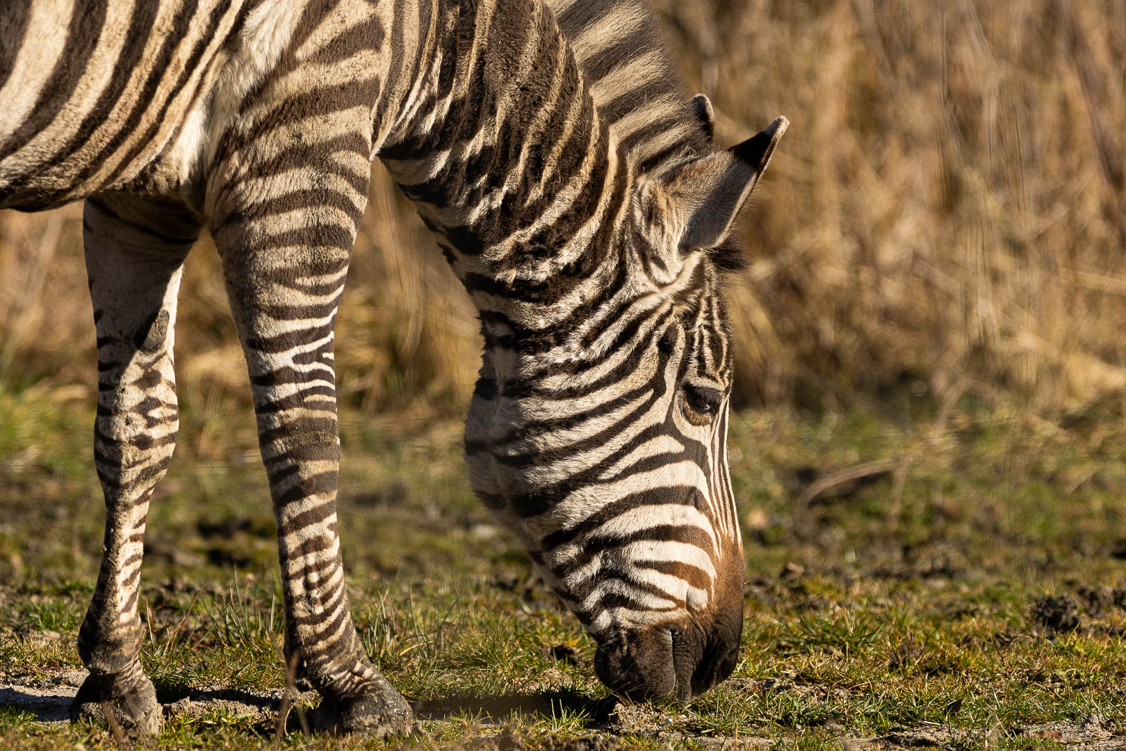 Zebre