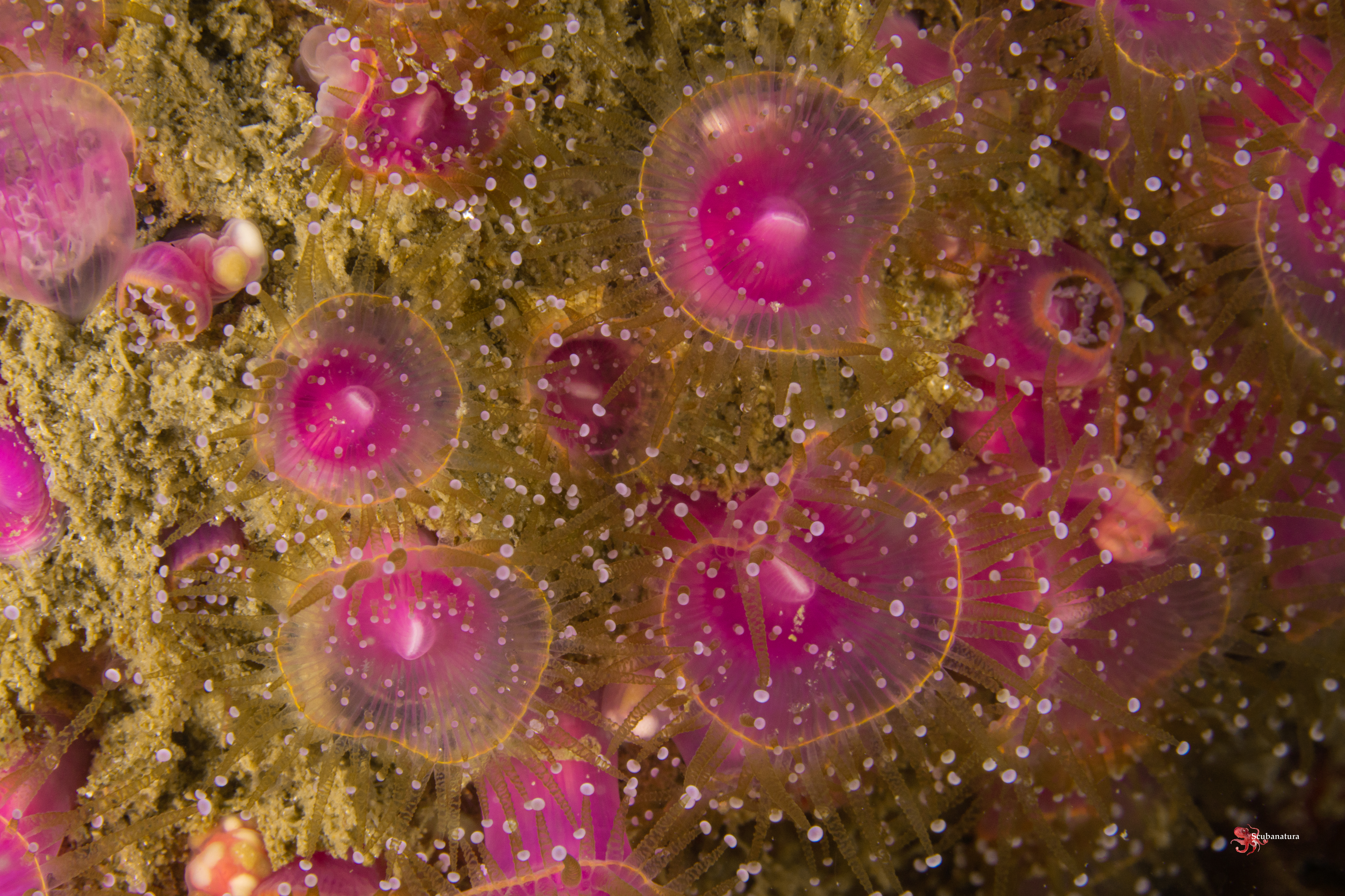 Anemone bijoux corynactis viridis