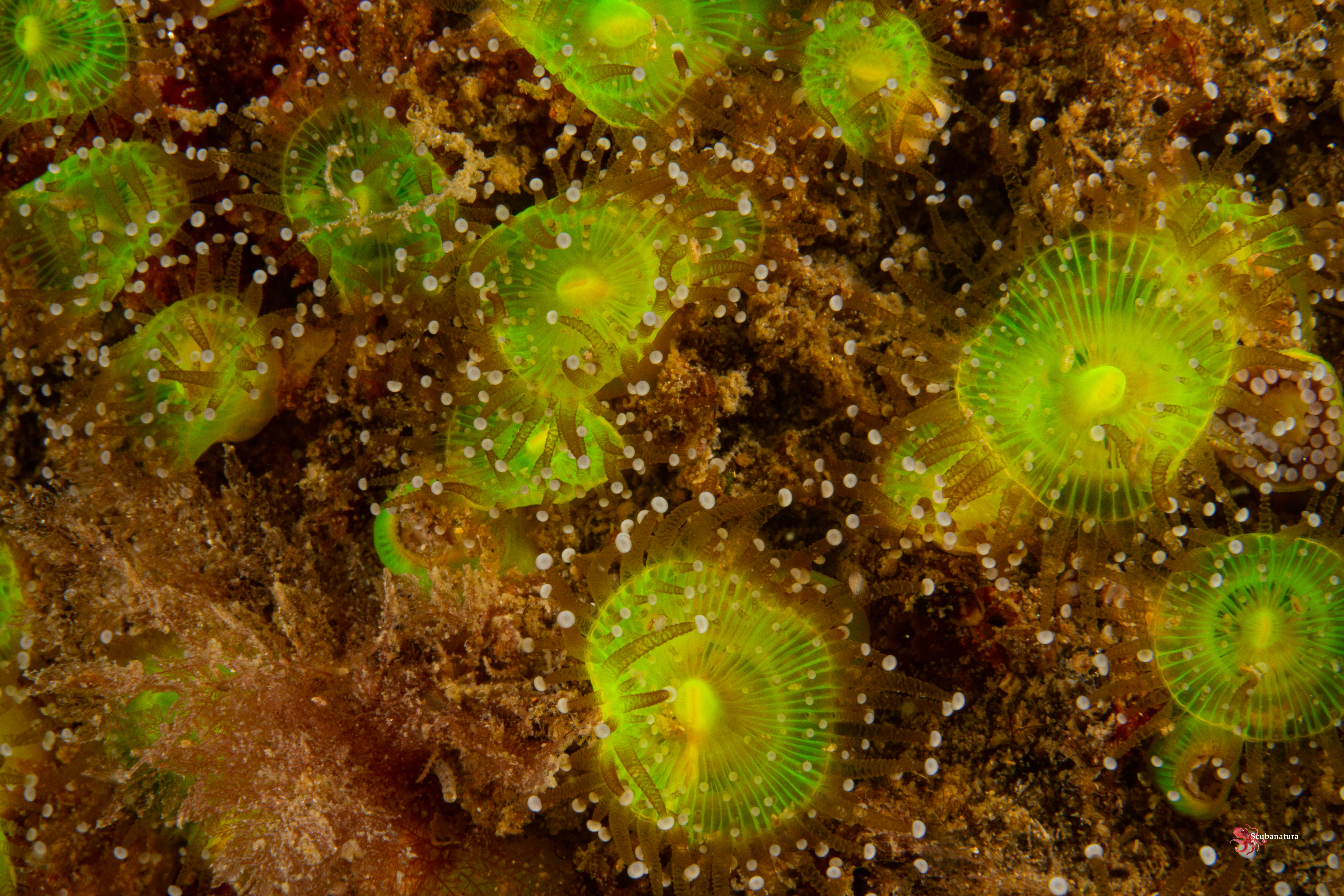 Anemone bijoux corynactis viridis   