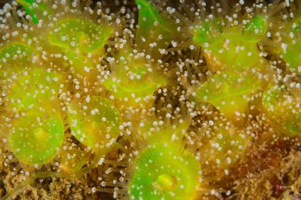 Anemone bijoux corynactis viridis     