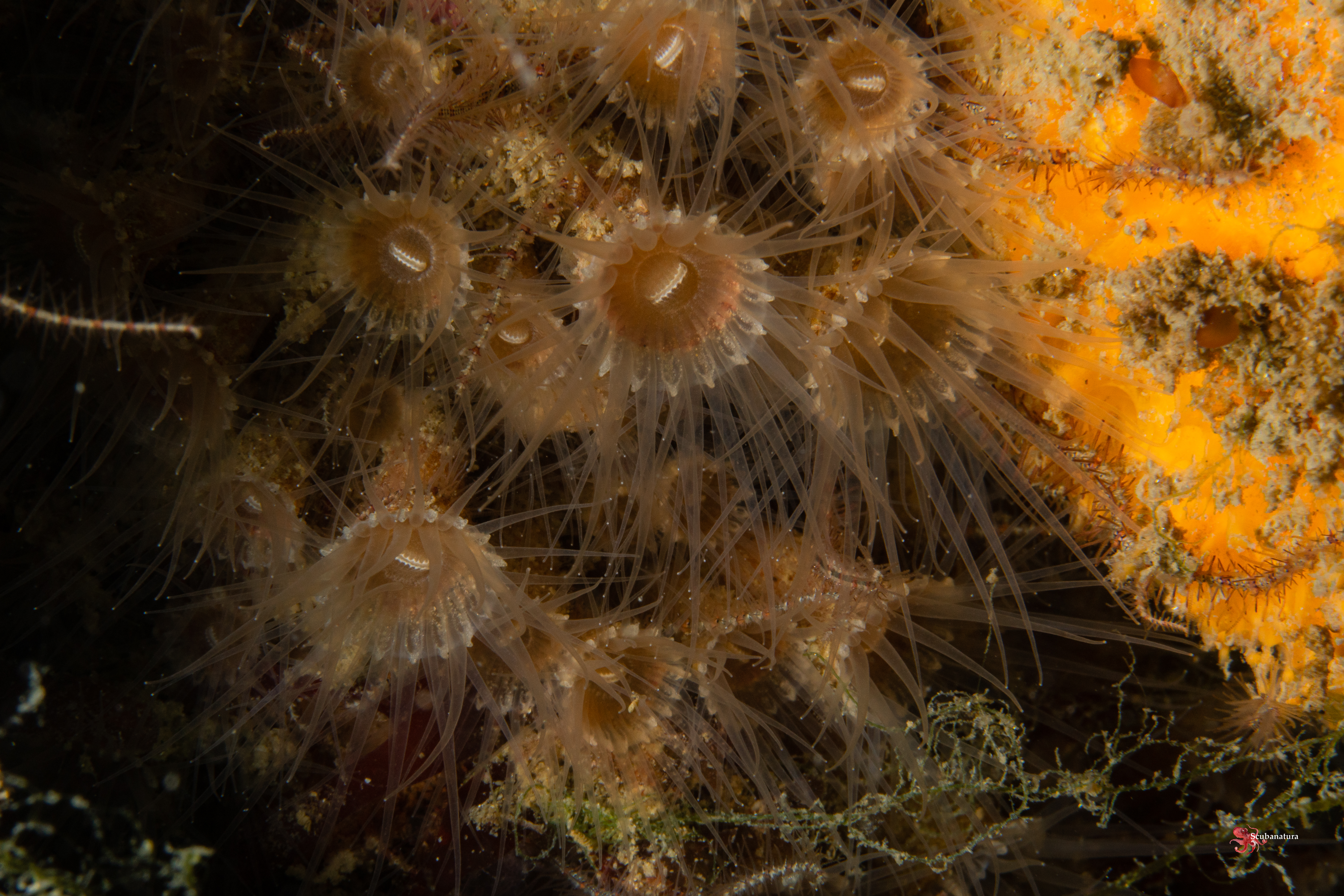 Anemone encroutante brune epizoanthus couchii