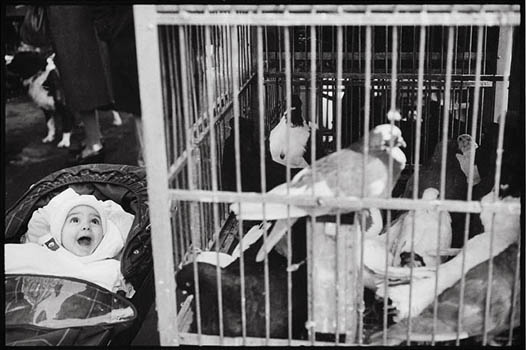 Portf imp 31 megisserie