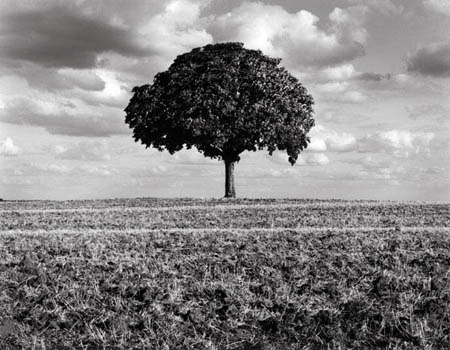 Portf pays arbrebeauce