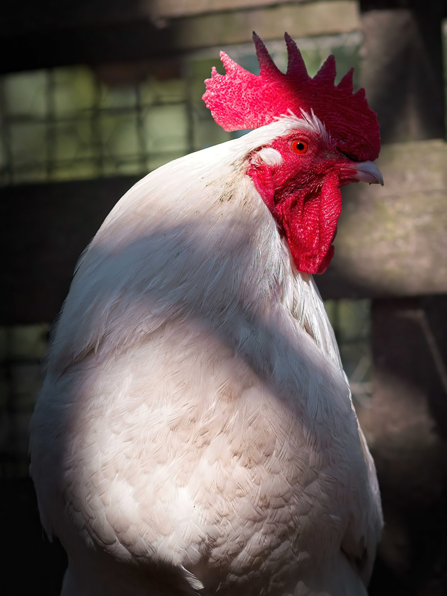 Photo portrait coq hd 1080p