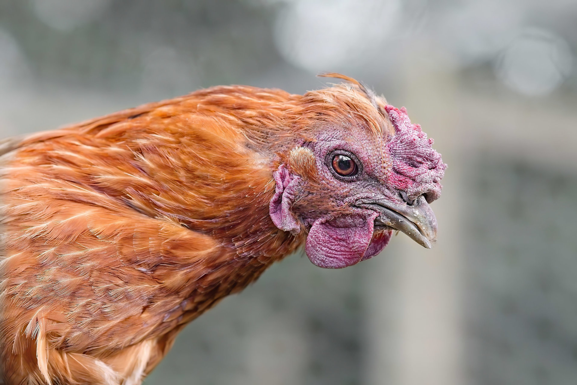 Photo portrait poule rousse hd 1080p