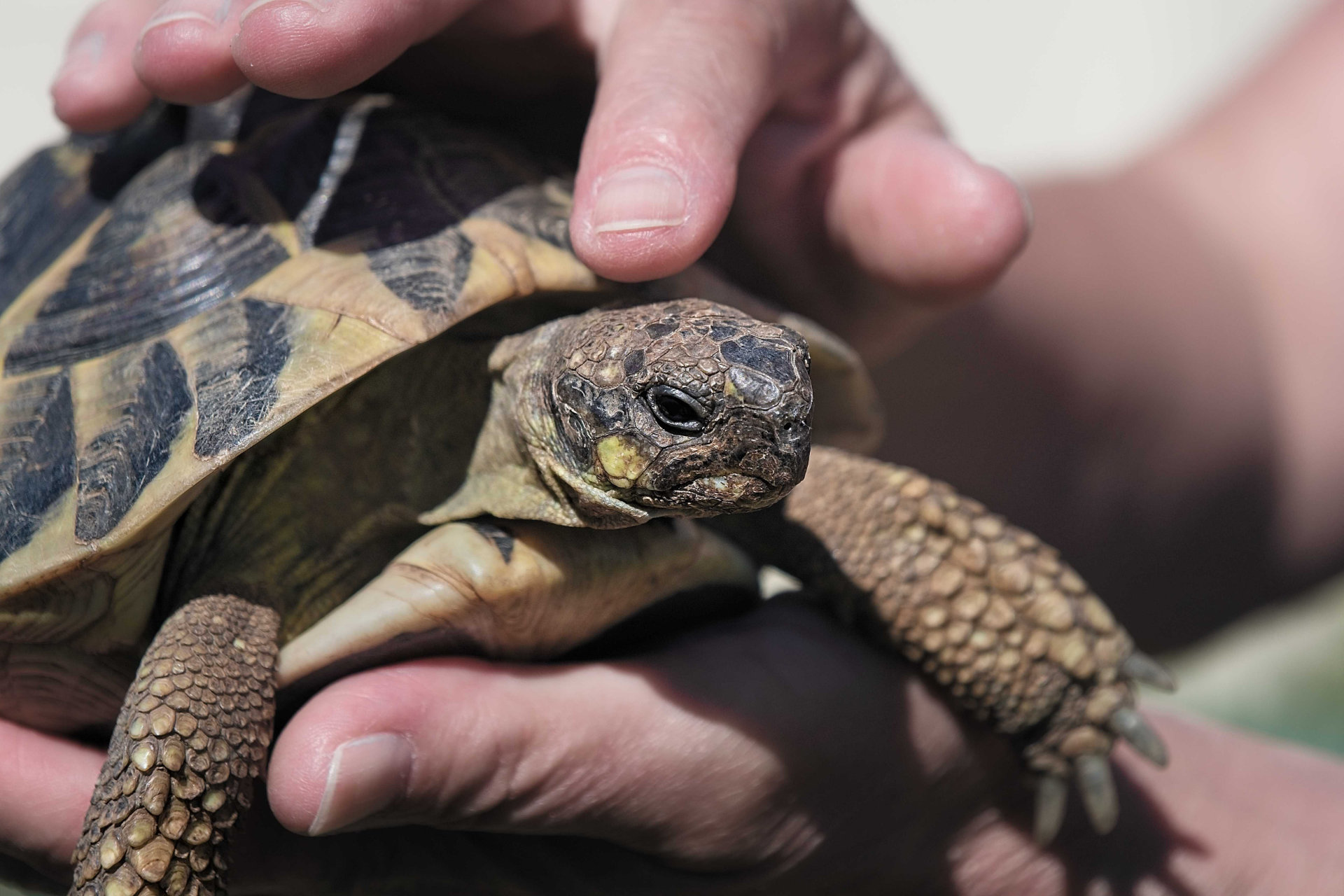 Photo portrait tortue nac calin hd 1080p