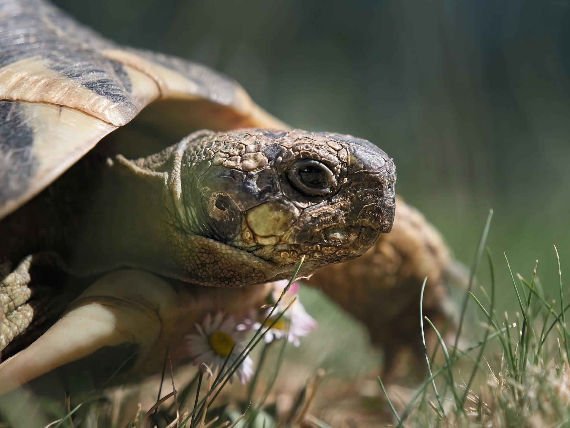 Photo portrait tortue nac jardin hd 1080p