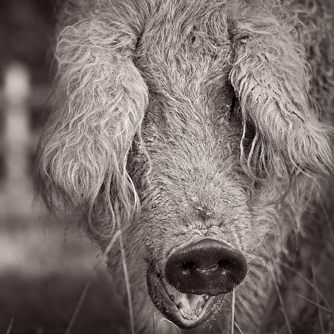 Cochon ferme pig noir blanc hd 1080p