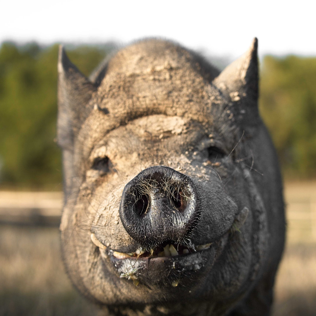 Cochon nain pig groin hd 1080p