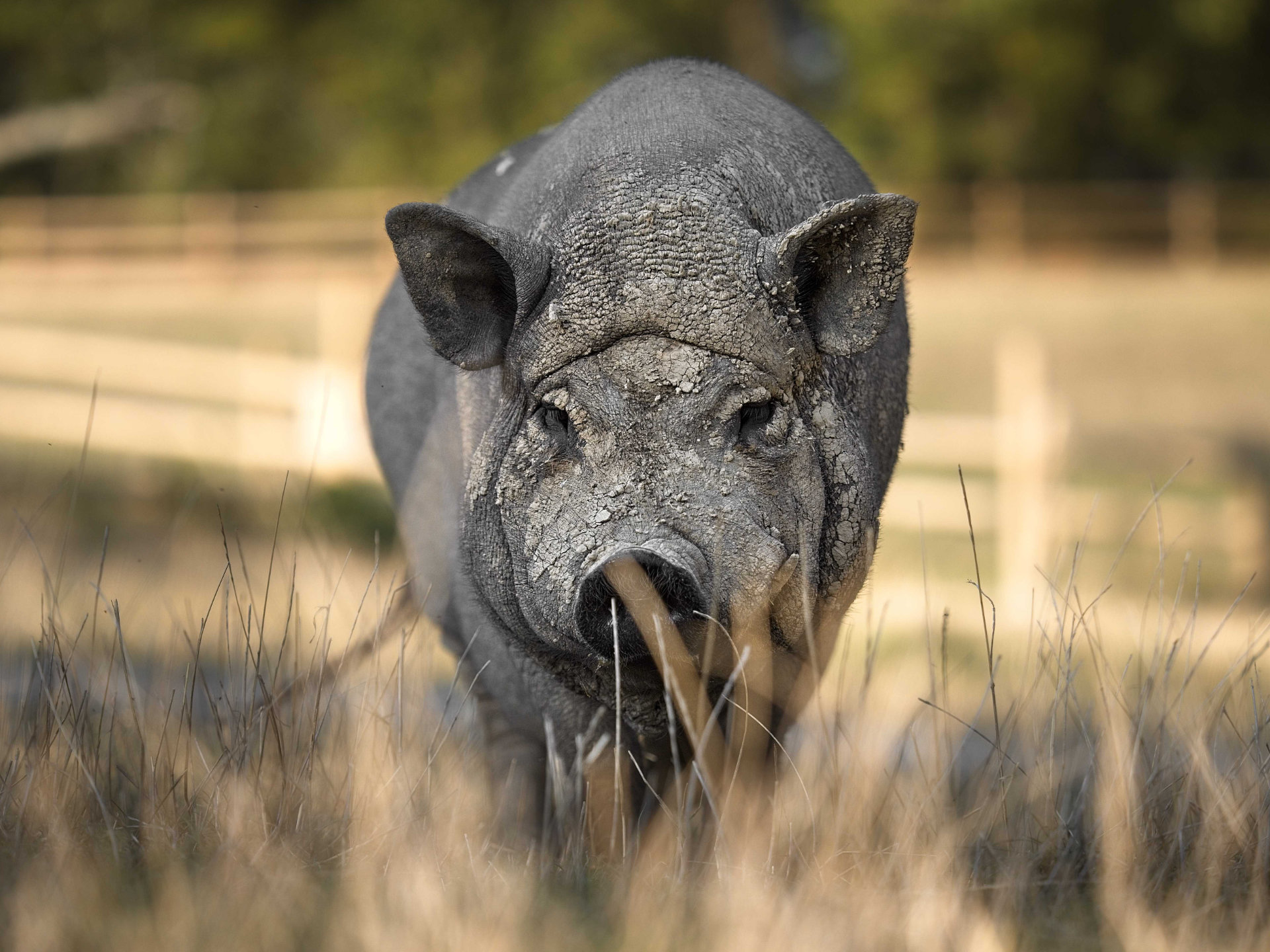 Cochon nain pig noir vietnamien hd 1080p