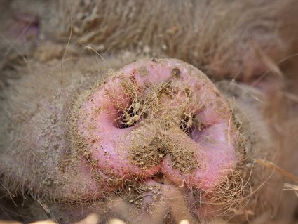 Photo macro cochon ferme pig groin hd 1080p