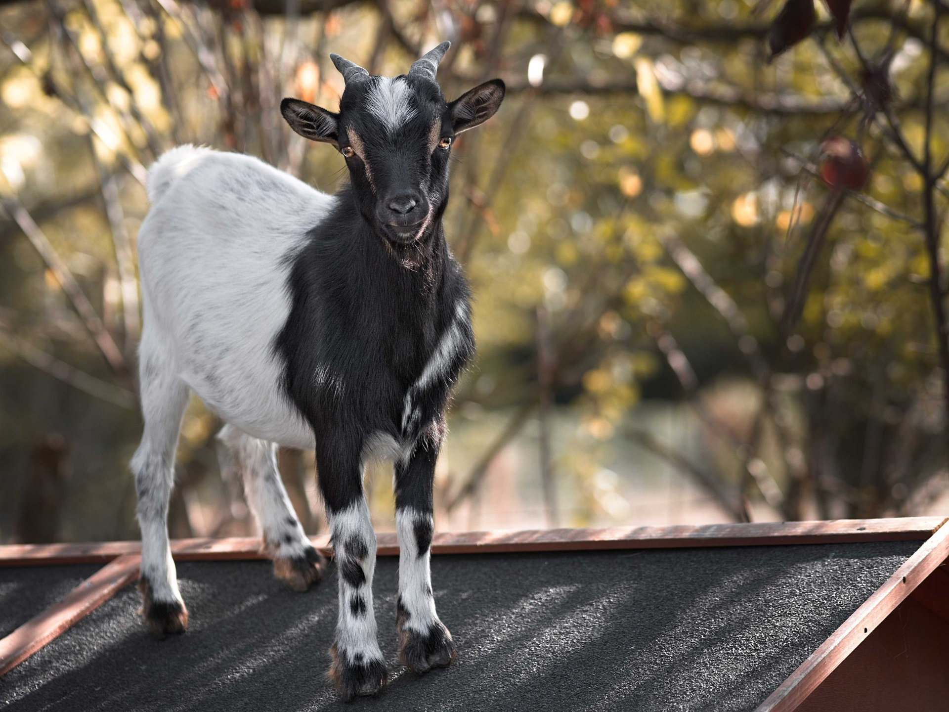 Photo portrait artistique chevre naine noire blanche hd 1080p