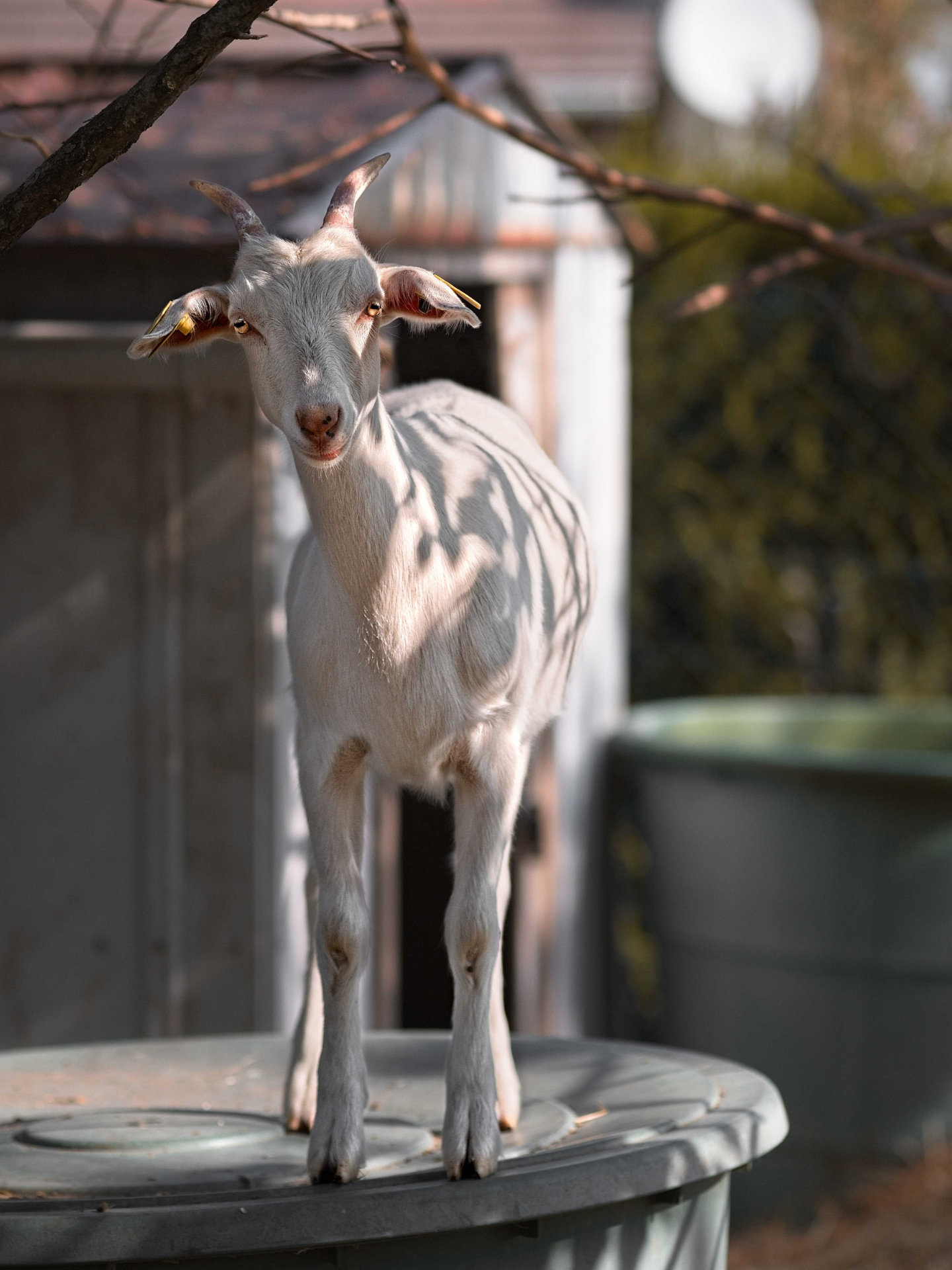 Photo portrait chevre naine blanche hd 1080p