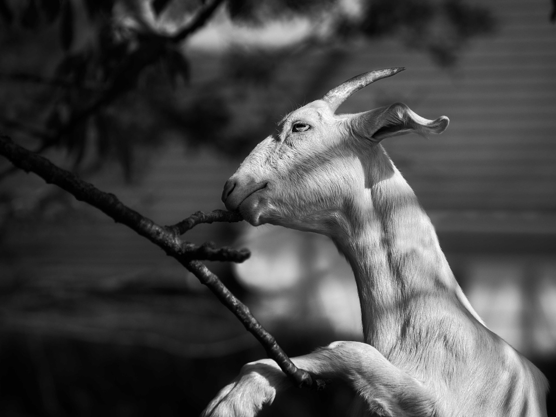 Photo portrait chevre naine noir blanc hd 1080p