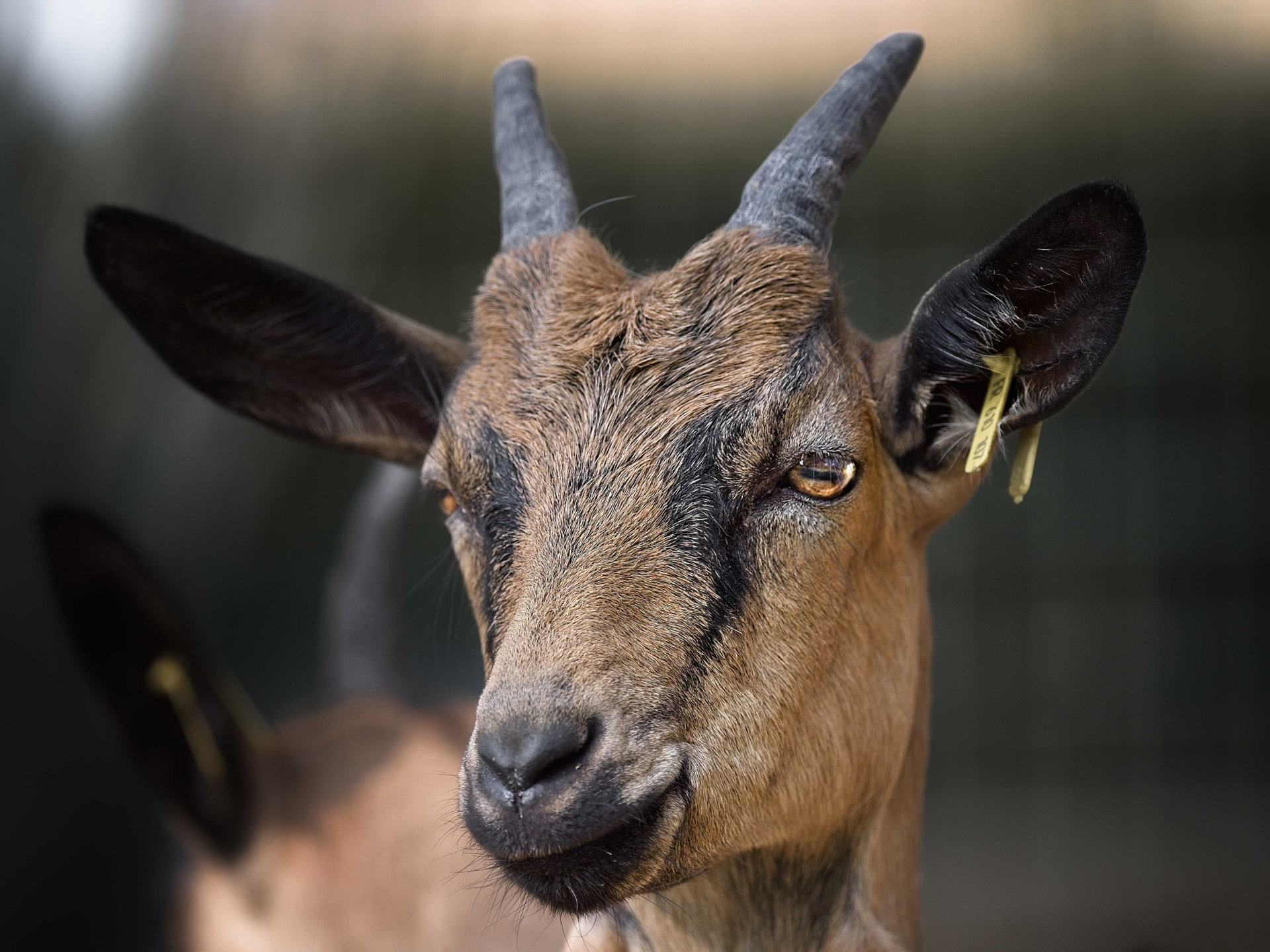 Photo portrait chevre naine refuge hd 1080p