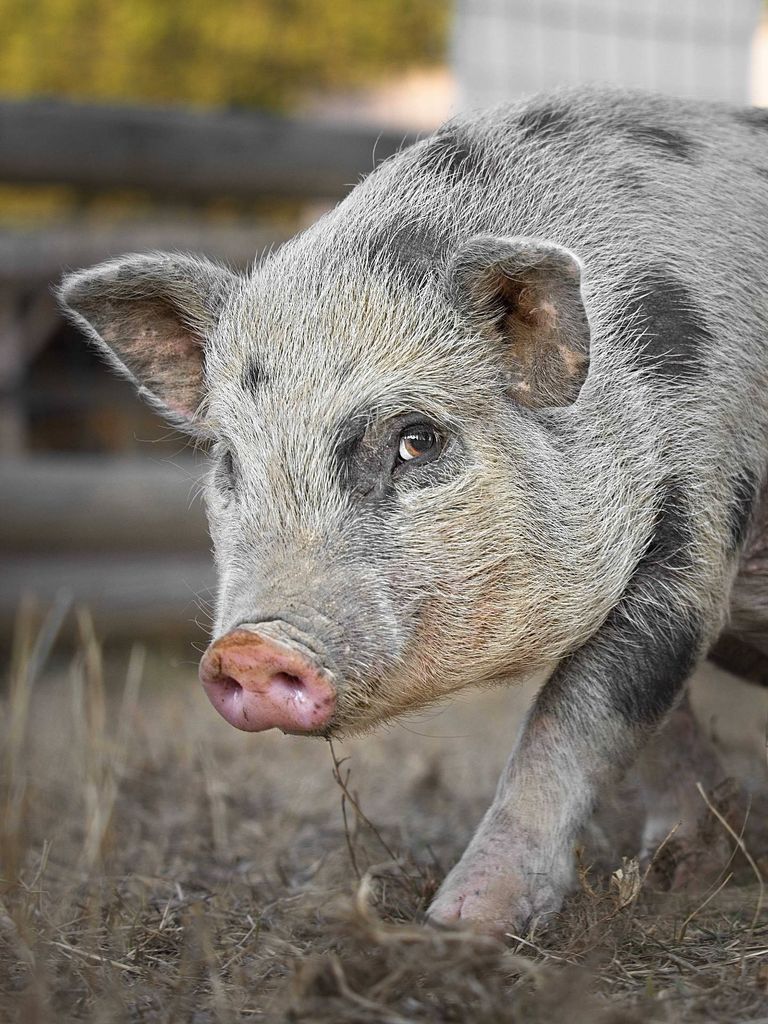 Photo portrait cochon nain pig regard hd 1080p