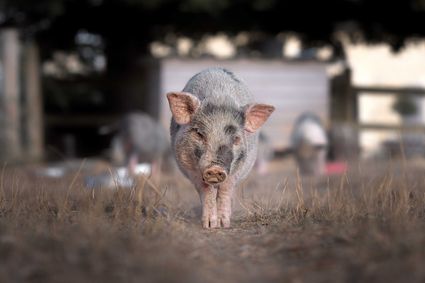 Photo portrait cochon pig nain artistique hd 1080p