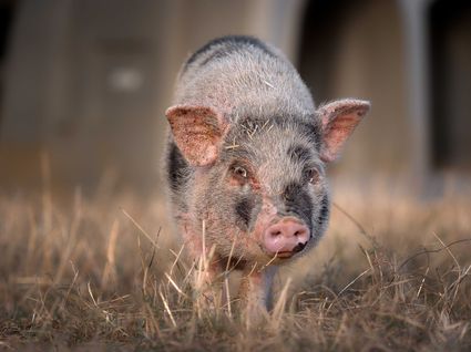 Photo portrait cochon pig nain bebe hd 1080p