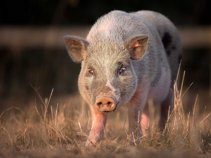 Photo portrait cochon pig nain refuge hd 1080p