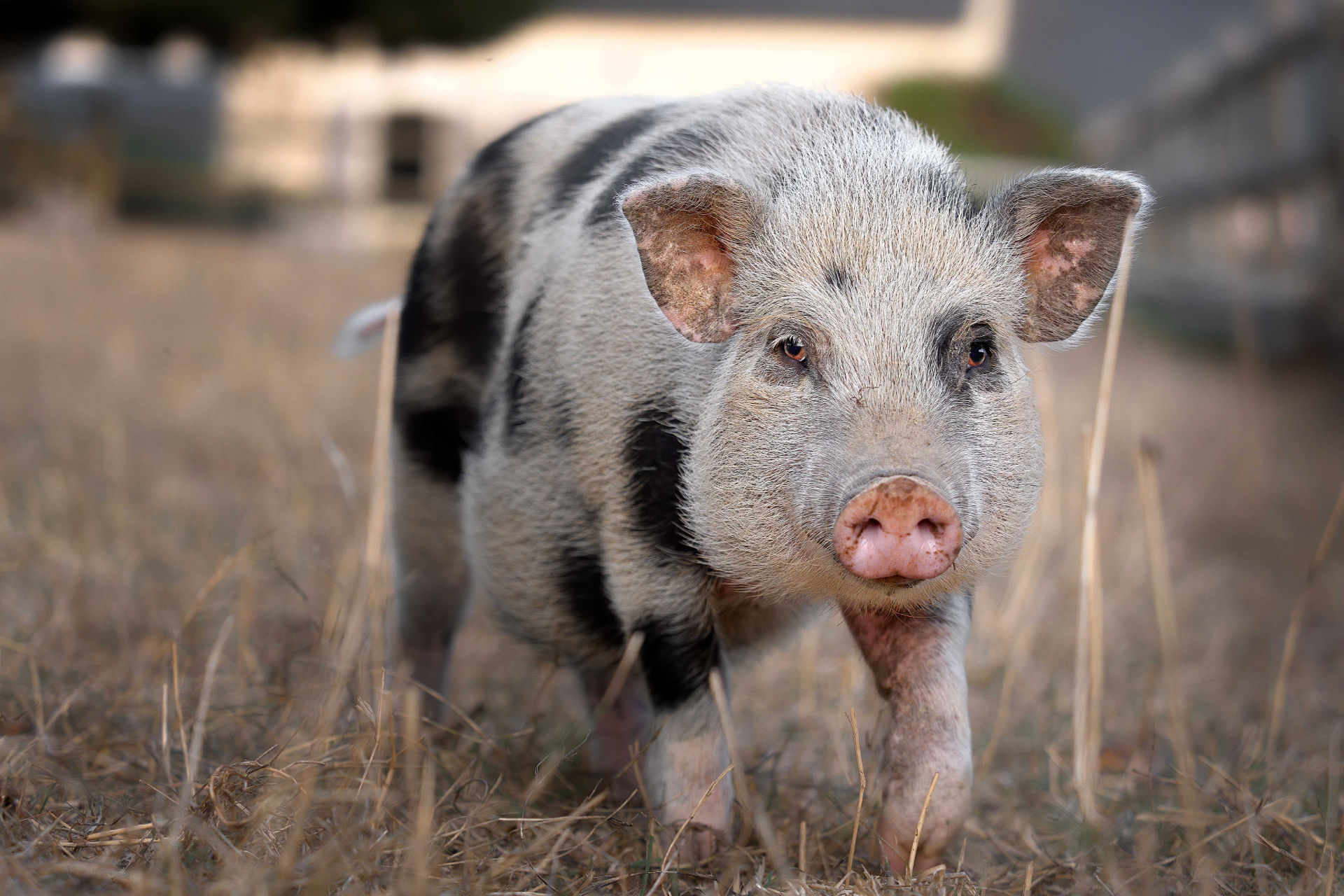 Photo portrait cochon pig nain taches noires hd 1080p