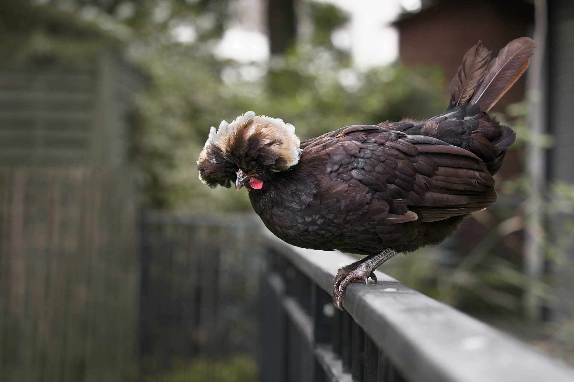Photo portrait poule hollandaise huppee hd 1080p