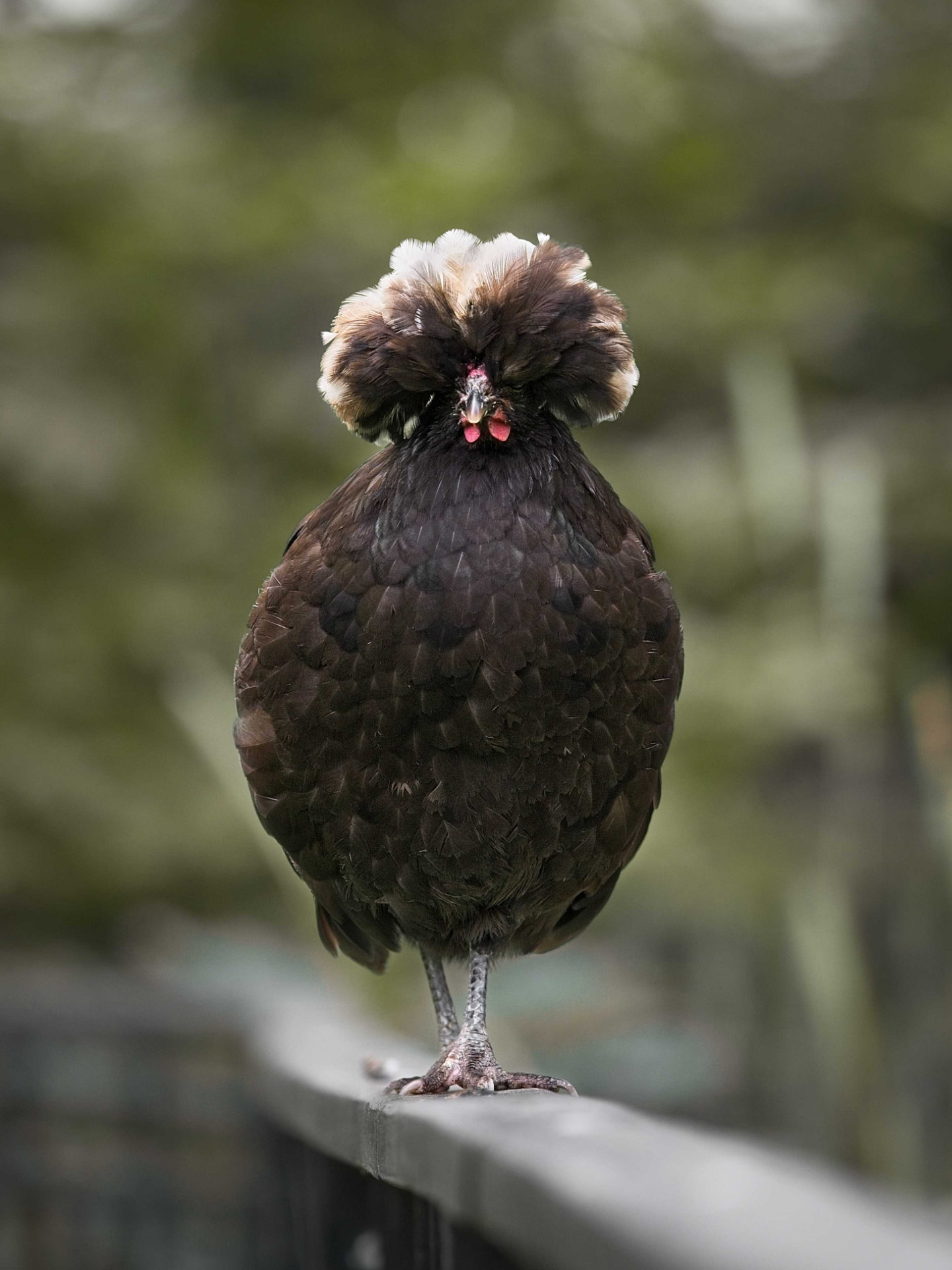 Photo portrait poule huppe blanche hd 1080p