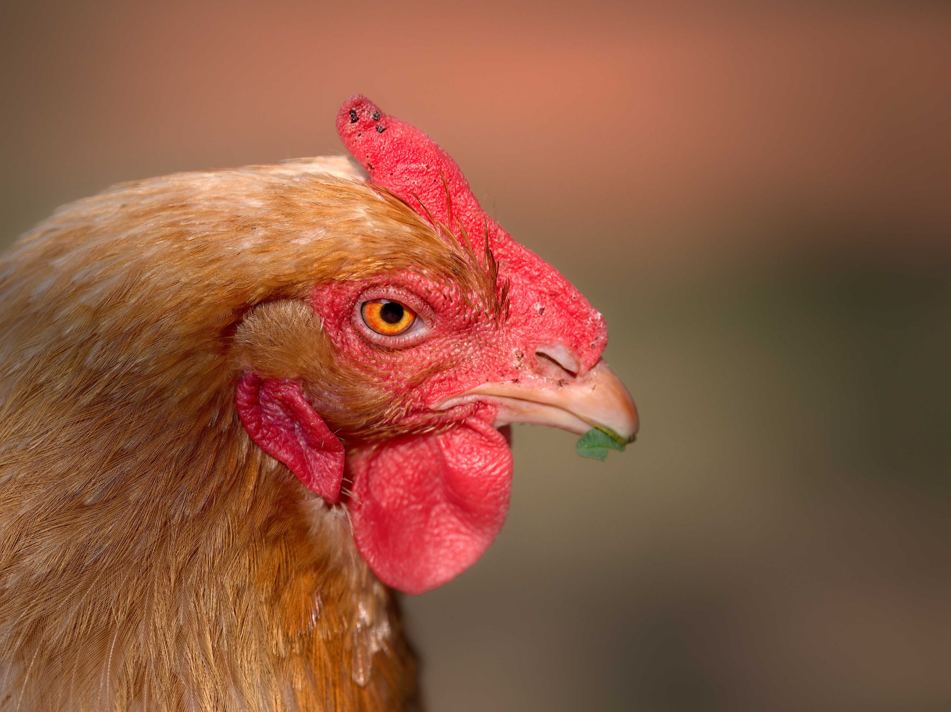 Photo portrait poule profil hd 1080p