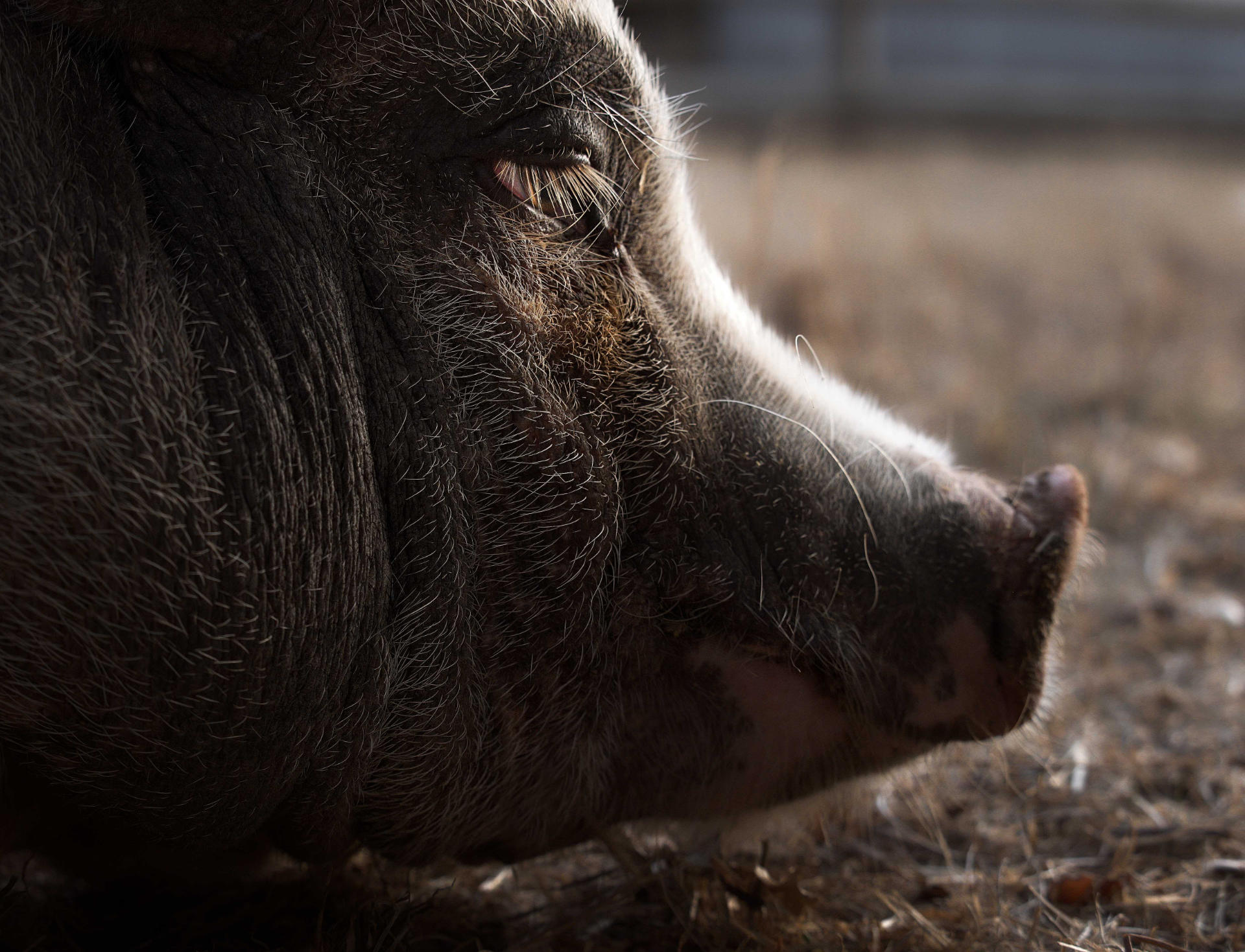 Photo portrait profil cochon nain pig hd 1080p