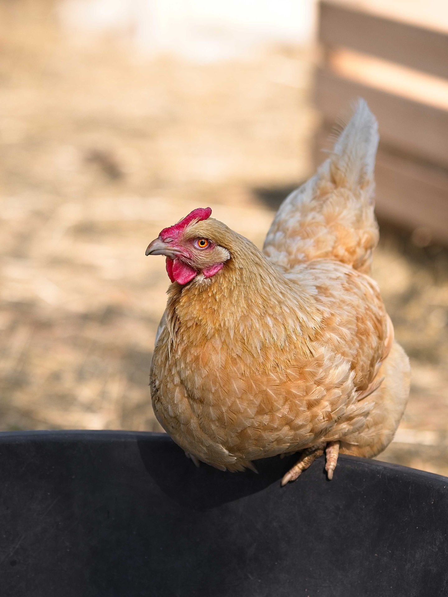 Portrait photo poule hd 1080p