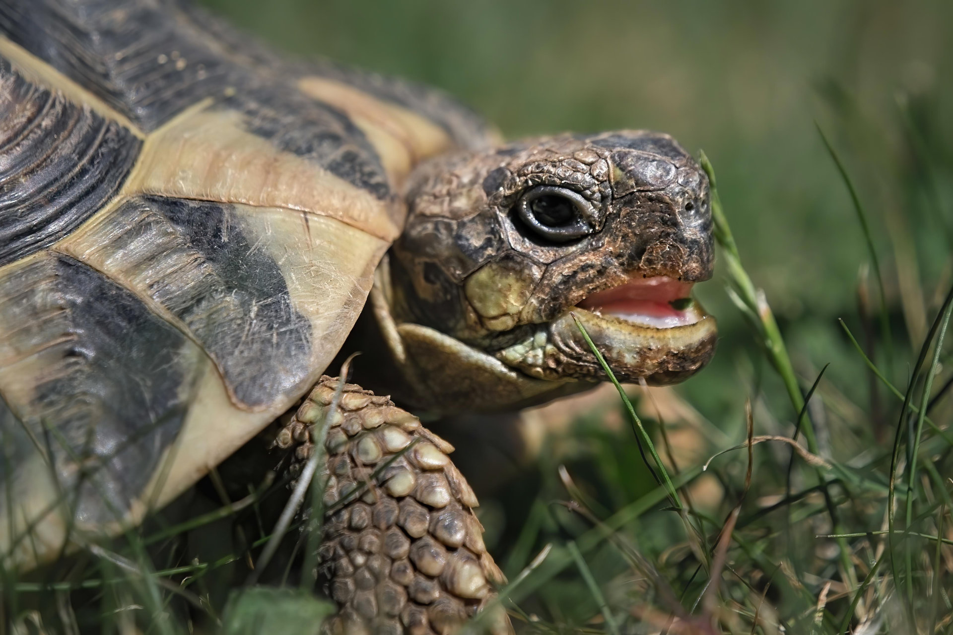 Portrait tortue jardin pelouse hd 1080p