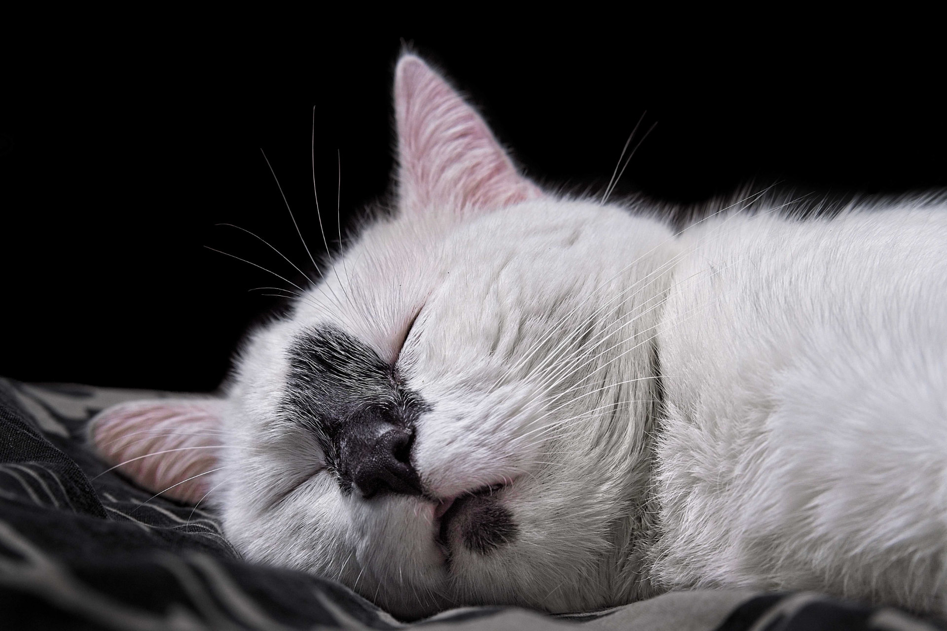 Chat blanc photo portrait dort hd 1080p