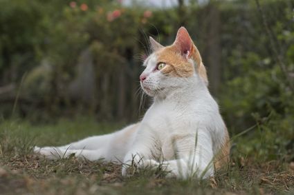 Chat blanc roux photo portrait hd 1080p