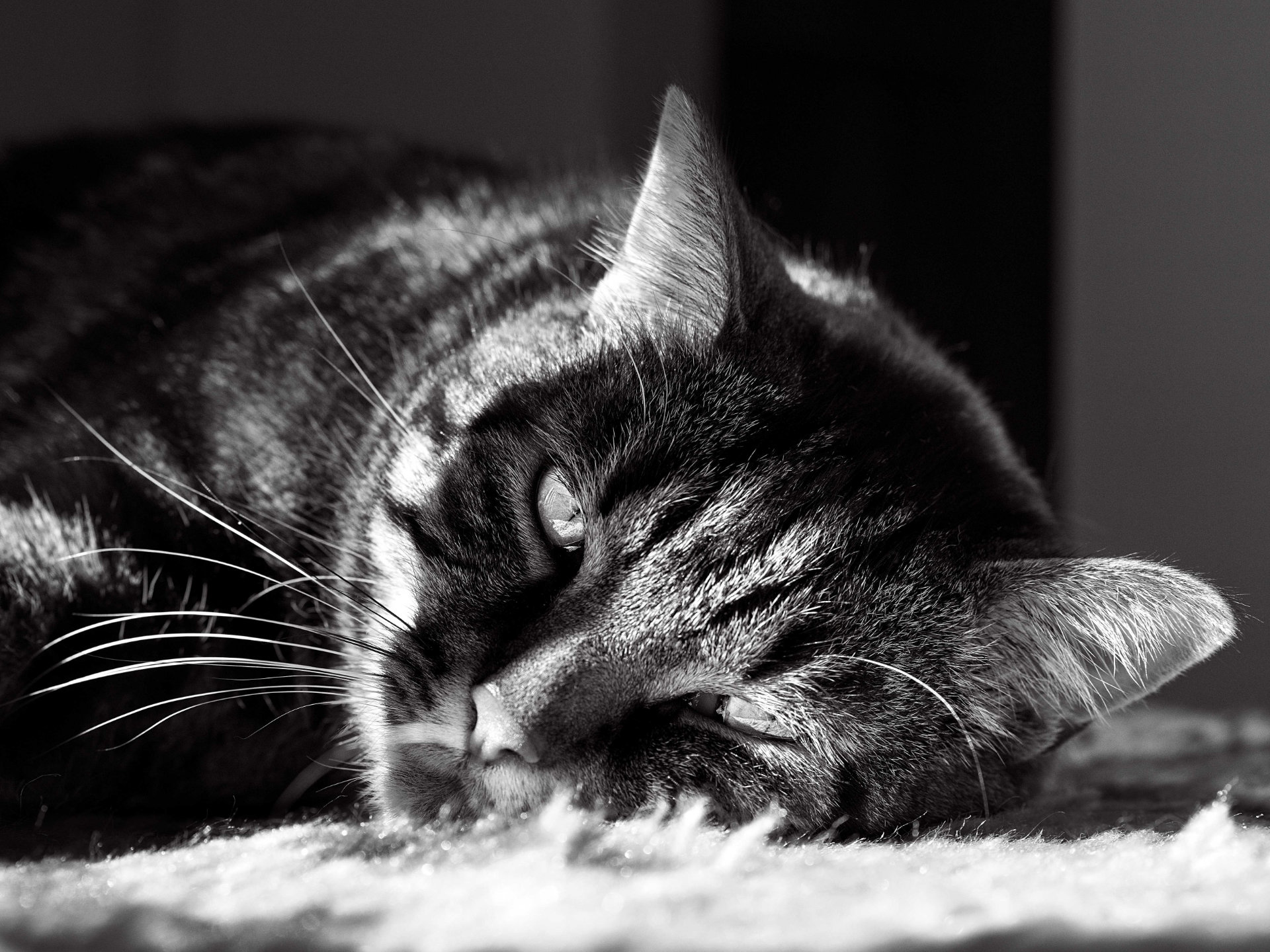 Chat photo portrait sieste noir blanc hd 1080p