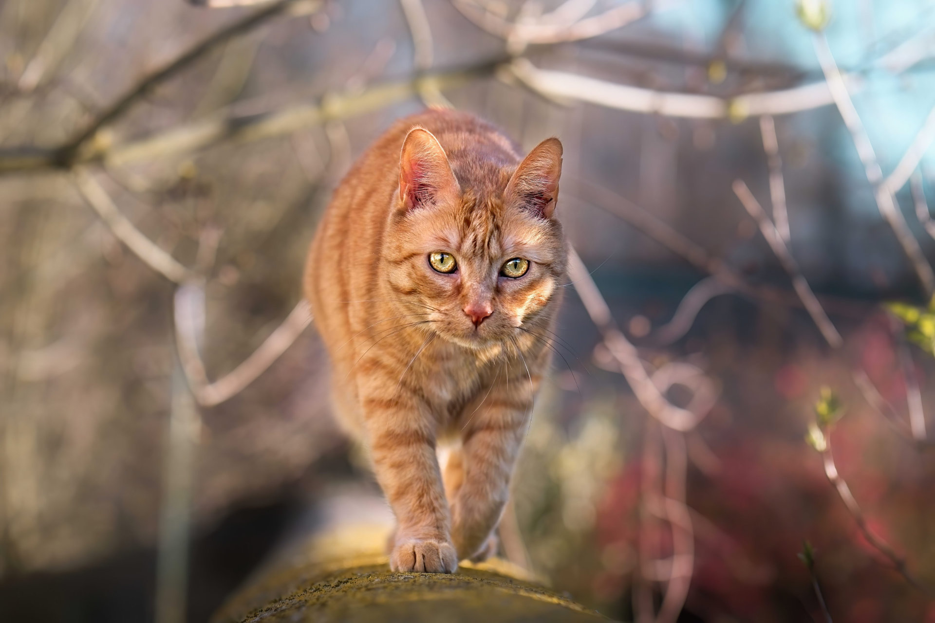 Chat roux photo portrait chasse hd 1080p