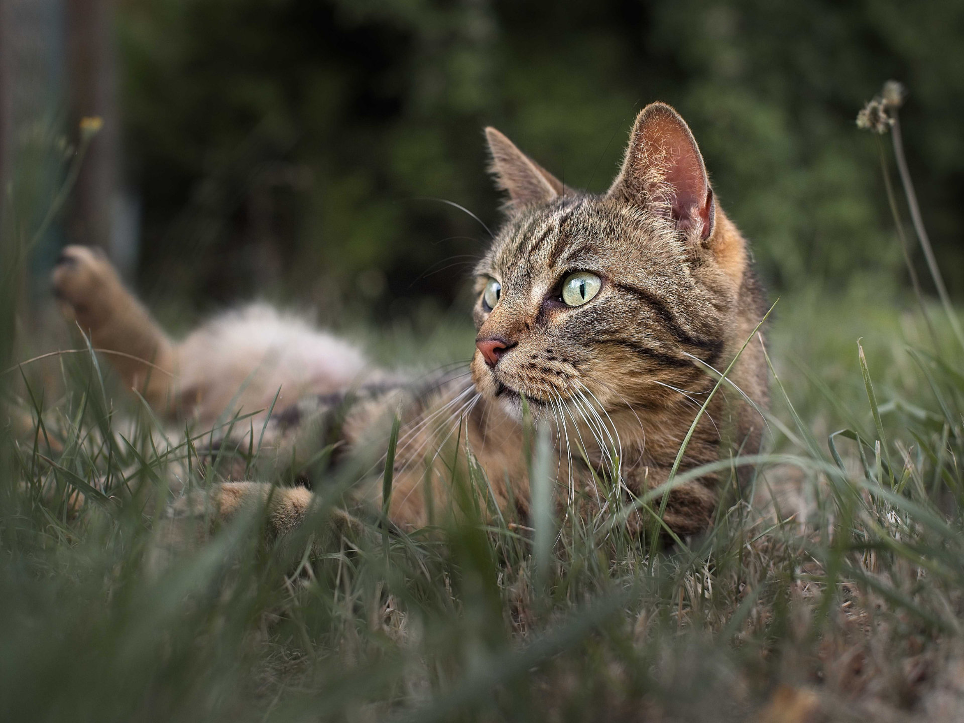 Chat tigre photo portrait jardin hd 1080p