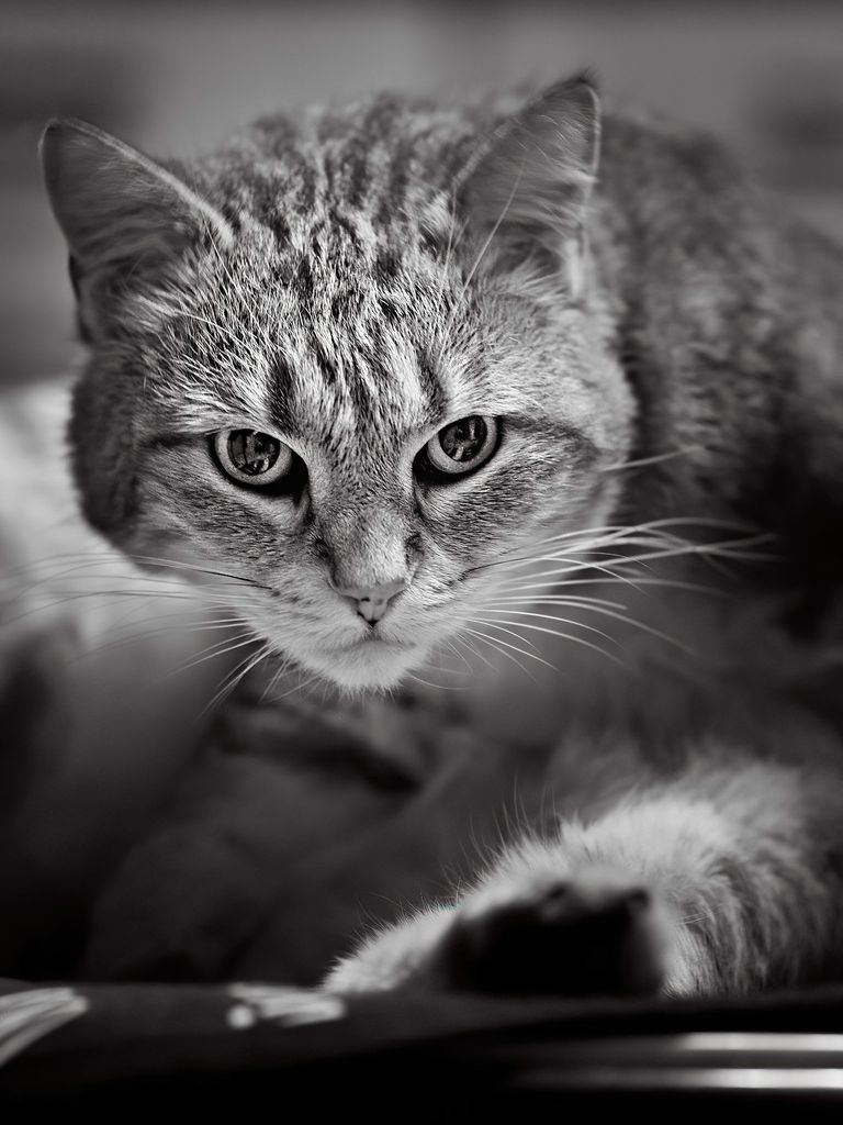 Photo portrait chat pause noir blanc hd 1080p