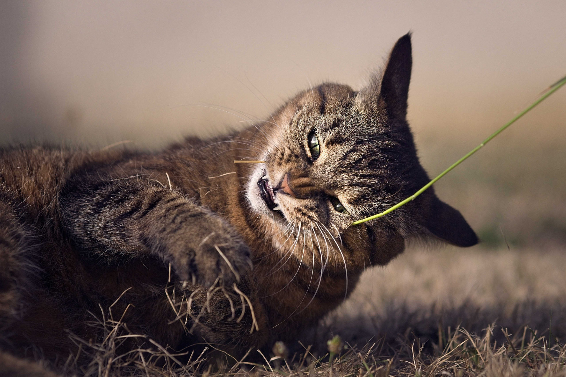 Photo portrait chat tigre jeu hd 1080p