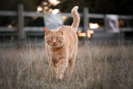 Chapi chat cat roux photo portrait hd 1080p