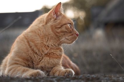 Chapi chat cat roux photo portrait profil hd 1080p