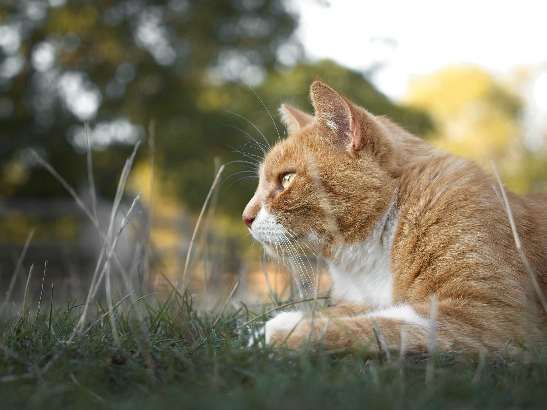 Chapo chat cat roux blanc photo portrait hd 1080p