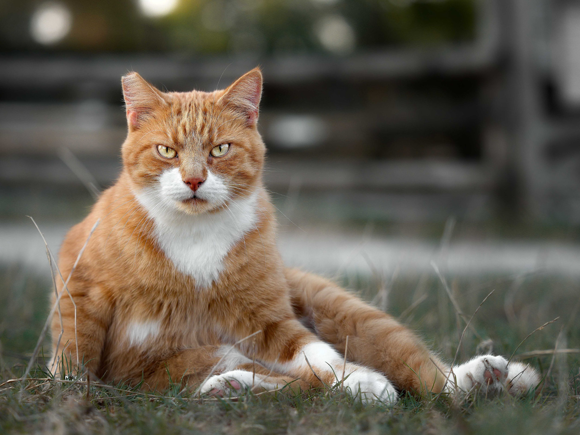 Chapo chat cat roux blanc photo portrait pose hd 1080p