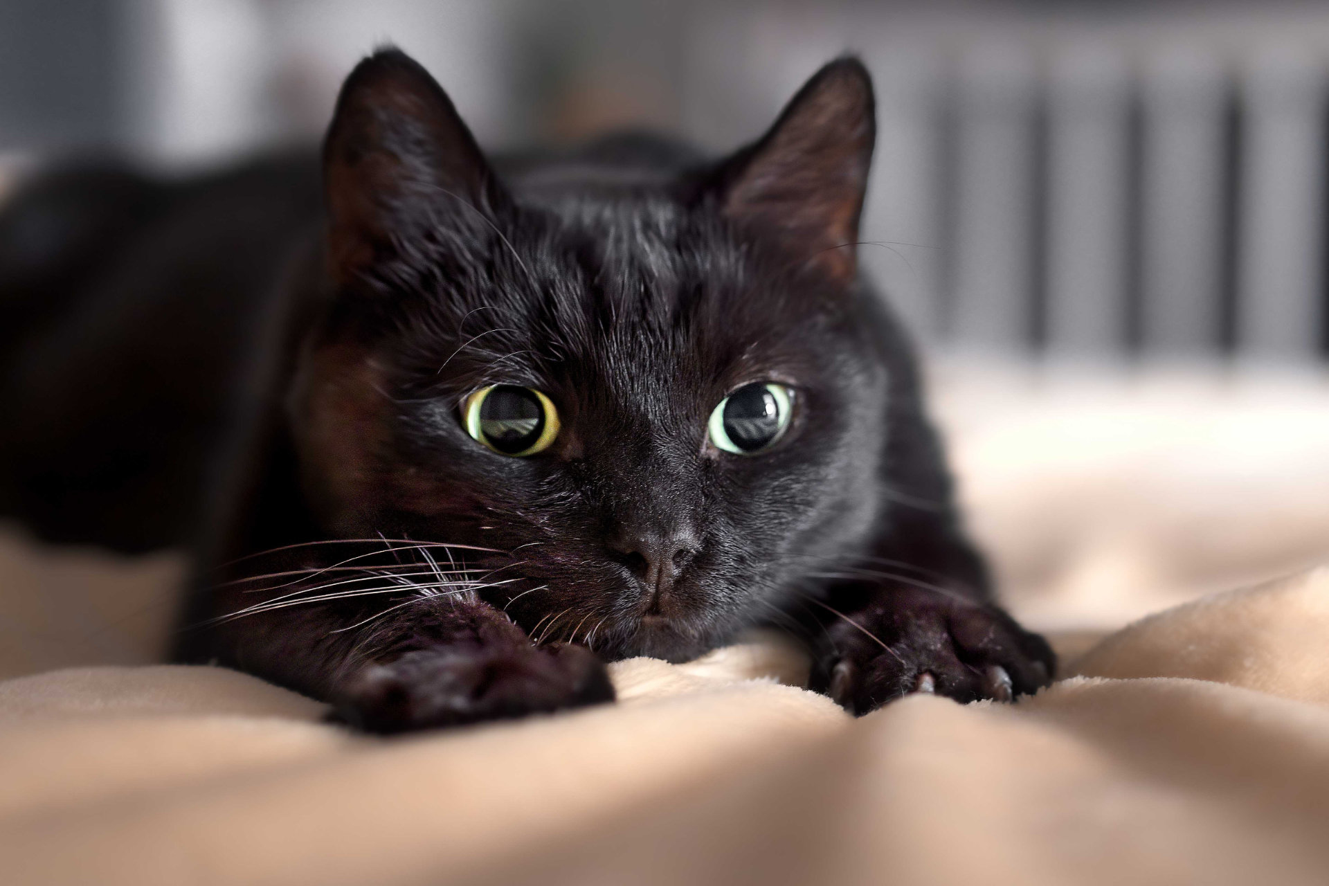 Chat portrait noir fripouille bouille hd 1080p