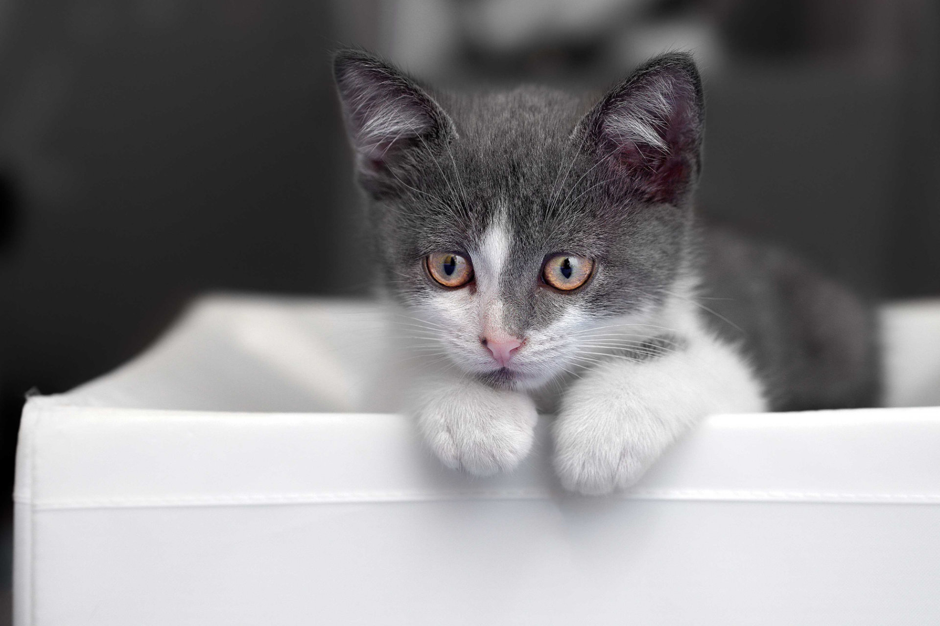 Photo chaton patoune hd 1080p
