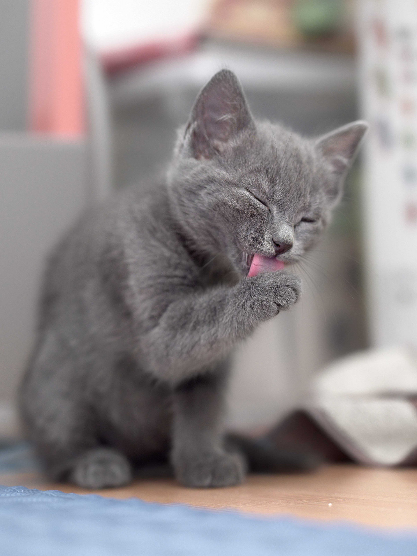 Photo chaton toilette gris hd 1080p