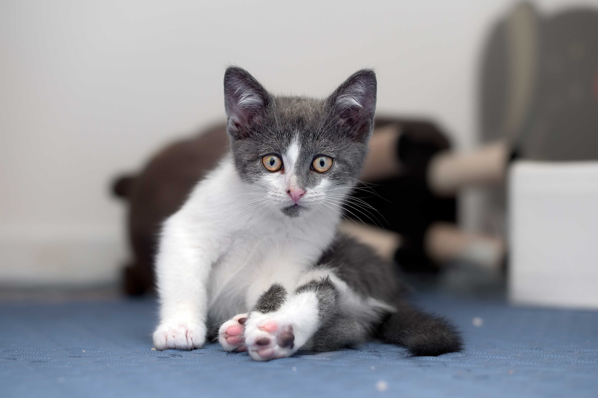 Photo chaton toilette hd 1080p